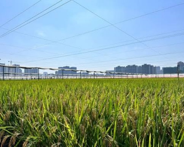 太仓市实验设备厂为杭州水稻研究所提供二氧化碳恒温振荡器全套服务